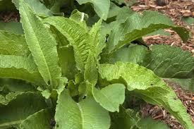 Attēlu rezultāti vaicājumam “Symphytum officinale leaf”