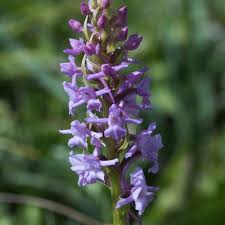 Attēlu rezultāti vaicājumam “Gymnadenia conopsea leaf”