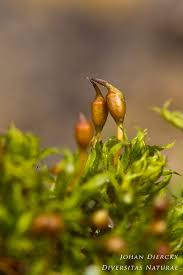 Attēlu rezultāti vaicājumam “Tortula truncata”