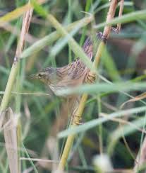 Image result for Locustella certhiola