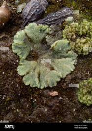 Attēlu rezultāti vaicājumam “Riccia canaliculata”