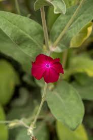 Image result for Lychnis coronaria