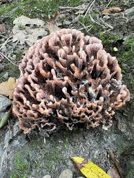 Attēlu rezultāti vaicājumam “Thelephora palmata”