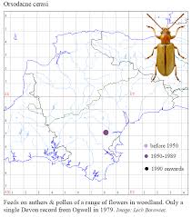 Attēlu rezultāti vaicājumam “Orsodacne cerasi”