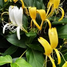 Attēlu rezultāti vaicājumam “Lonicera xylosteum flower”