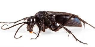 Attēlu rezultāti vaicājumam “Anoplius viaticus”