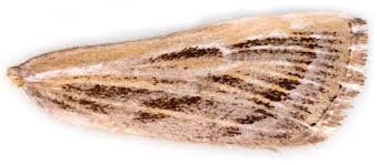 Attēlu rezultāti vaicājumam “Pediasia fascelinella”