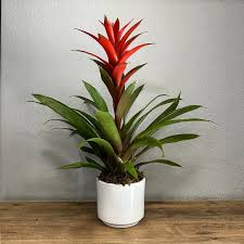 Картинки по запросу гусмания