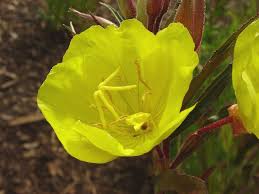 Attēlu rezultāti vaicājumam “Oenothera rubricauli flower”