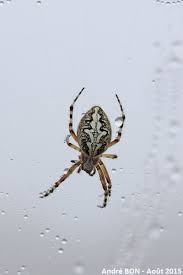 Attēlu rezultāti vaicājumam “Aculepeira ceropegia”