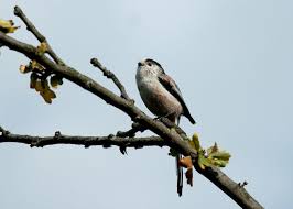 Attēlu rezultāti vaicājumam “Aegithalos caudatus”