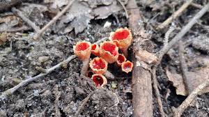 Attēlu rezultāti vaicājumam “Microstoma protracta”