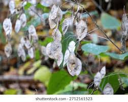 Attēlu rezultāti vaicājumam “Lunaria rediviva leaf”