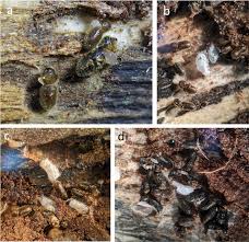 「カリーナ・モク DARKER THAN BLACK -黒の契約者-」の画像検索結果