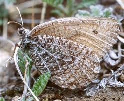 Attēlu rezultāti vaicājumam “Oeneis jutta underside”