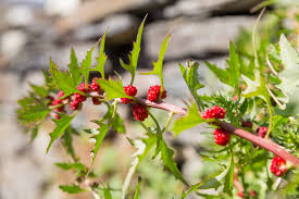 Attēlu rezultāti vaicājumam “Chenopodium foliosum fruit”