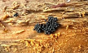 Attēlu rezultāti vaicājumam “Cribraria argillacea sessile”