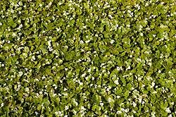 Attēlu rezultāti vaicājumam “Hydrocharis morsus-ranae flower”