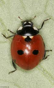 Attēlu rezultāti vaicājumam “Coccinella quinquepunctata”