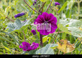 Image result for Malva sylvestris var. mauritiana