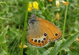 Attēlu rezultāti vaicājumam “Coenonympha arcania underside”