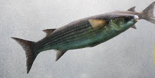 Image result for Chelon saliens