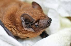 Attēlu rezultāti vaicājumam “Nyctalus noctula”