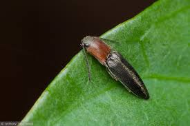 Attēlu rezultāti vaicājumam “Ampedus sp.”