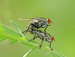 Attēlu rezultāti vaicājumam “Musca domestica”