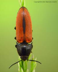 Attēlu rezultāti vaicājumam “Ampedus sanguinolentus”