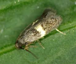 Attēlu rezultāti vaicājumam “Elachistidae”