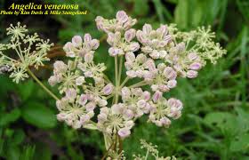 Attēlu rezultāti vaicājumam “Angelica palustris flower”