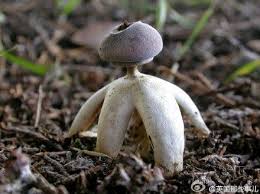 Attēlu rezultāti vaicājumam “Geastrum quadrifidum”