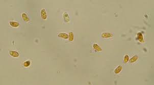 Attēlu rezultāti vaicājumam “Mycoacia fuscoatra”