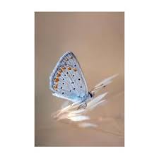 Attēlu rezultāti vaicājumam “Polyommatus icarus male”