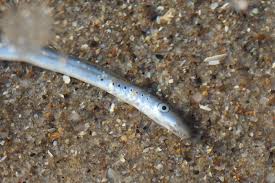 Image result for Lampetra fluviatilis