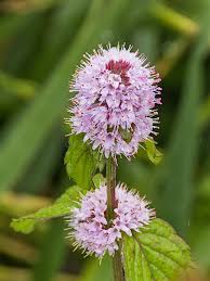 Image result for rosa aquatica