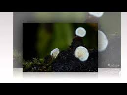 Attēlu rezultāti vaicājumam “Crepidotus versutus”