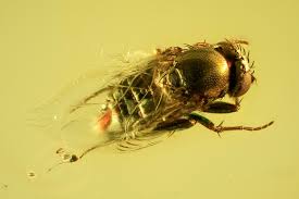 Attēlu rezultāti vaicājumam “Phoridae”