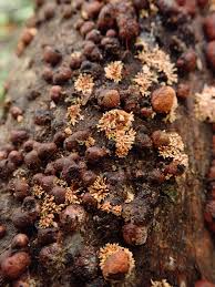 Attēlu rezultāti vaicājumam “Hypoxylon fragiforme / howeianum”