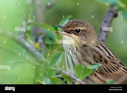 Image result for Locustella lanceolata