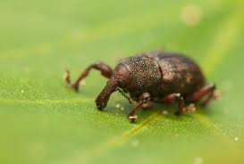 Attēlu rezultāti vaicājumam “Hylobius pinastri”