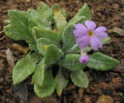 Attēlu rezultāti vaicājumam “Primula farinosa”