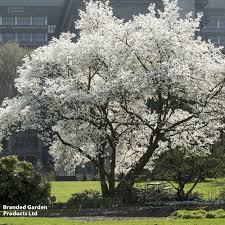 Attēlu rezultāti vaicājumam “Magnolia kobus”
