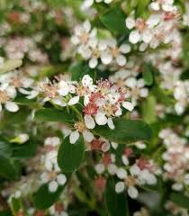 Attēlu rezultāti vaicājumam “Aronia melanocarpa flower”