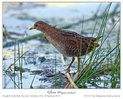 Image result for Porzana carolina