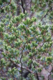 Attēlu rezultāti vaicājumam “Fagus sylvatica”