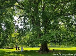 Attēlu rezultāti vaicājumam “Platanus x hispanica (syn. Platanus x acerifolia)”