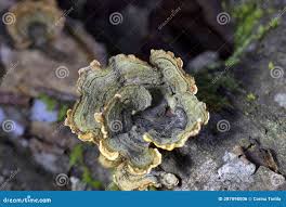 Attēlu rezultāti vaicājumam “Stereum hirsutum”