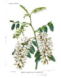 Attēlu rezultāti vaicājumam “Robinia pseudoacacia flower”